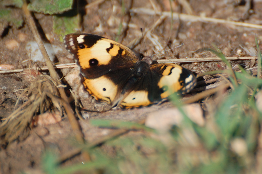 Tanzania -Junonia hierta, ♀ (Nymphalidae)